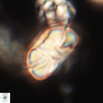 Heliolithus iptamenosdiskos 63172