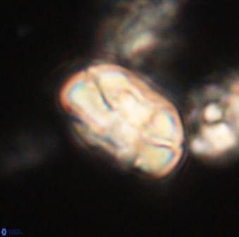 Heliolithus iptamenosdiskos 63180