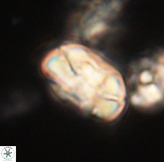 Heliolithus iptamenosdiskos 63180