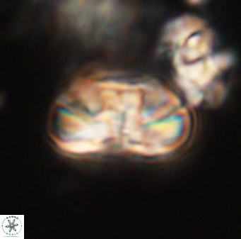 Heliolithus iptamenosdiskos 63185