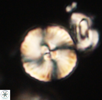 Heliolithus iptamenosdiskos 63188