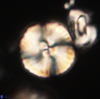 Heliolithus iptamenosdiskos 63189