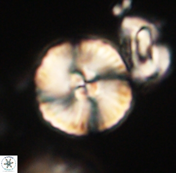 Heliolithus iptamenosdiskos 63189