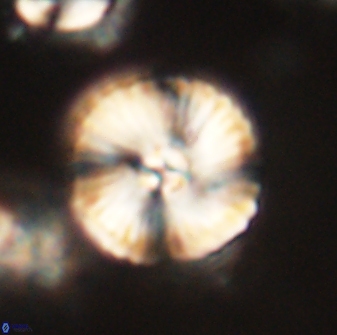 Heliolithus iptamenosdiskos 63198