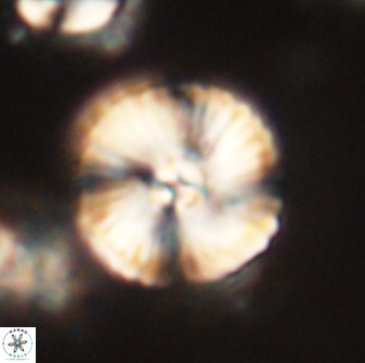 Heliolithus iptamenosdiskos 63198