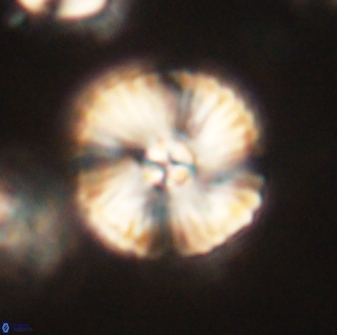 Heliolithus iptamenosdiskos 63199