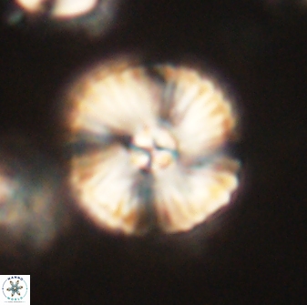 Heliolithus iptamenosdiskos 63199
