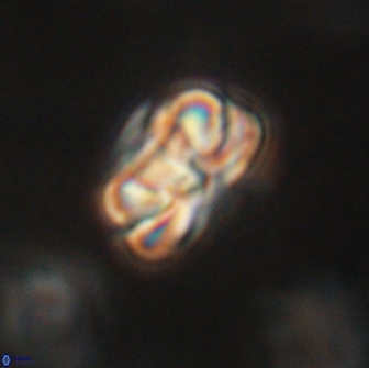 Heliolithus iptamenosdiskos 65680