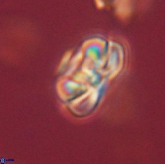 Heliolithus iptamenosdiskos 65684