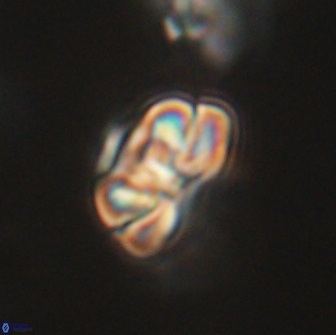 Heliolithus iptamenosdiskos 65685