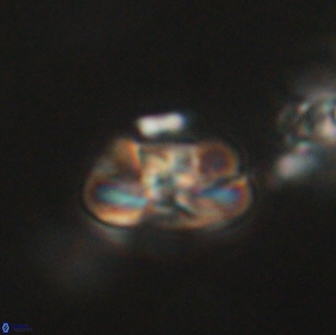 Heliolithus iptamenosdiskos 65686