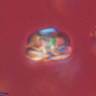 Heliolithus iptamenosdiskos 65691