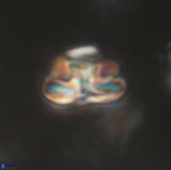 Heliolithus iptamenosdiskos 65692