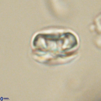 Heliolithus iptamenosdiskos 65698