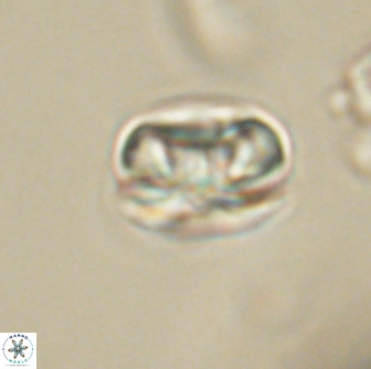 Heliolithus iptamenosdiskos 65698