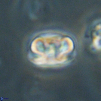 Heliolithus iptamenosdiskos 65706