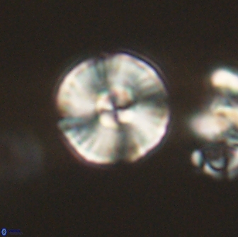 Heliolithus iptamenosdiskos 65711