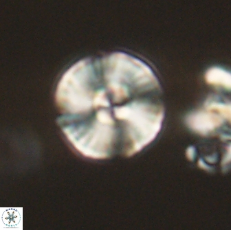 Heliolithus iptamenosdiskos 65711