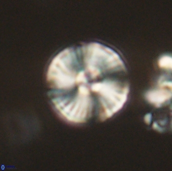 Heliolithus iptamenosdiskos 65715