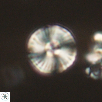 Heliolithus iptamenosdiskos 65715