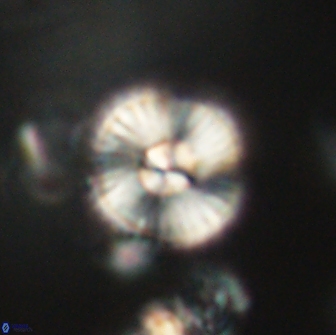 Heliolithus iptamenosdiskos 65716