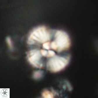 Heliolithus iptamenosdiskos 65716
