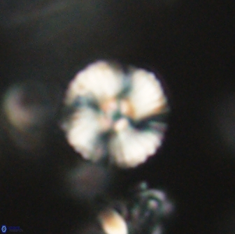 Heliolithus iptamenosdiskos 65719