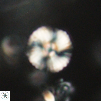 Heliolithus iptamenosdiskos 65719