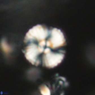 Heliolithus iptamenosdiskos 65720