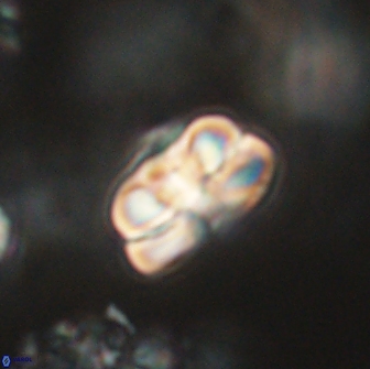 Heliolithus iptamenosdiskos 65724