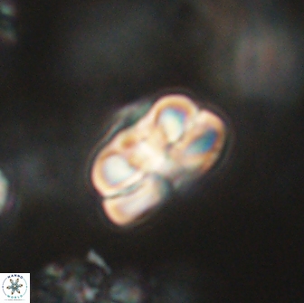 Heliolithus iptamenosdiskos 65724