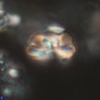 Heliolithus iptamenosdiskos 65728