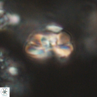 Heliolithus iptamenosdiskos 65728