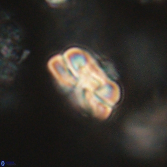 Heliolithus iptamenosdiskos 65729