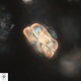 Heliolithus iptamenosdiskos 65729
