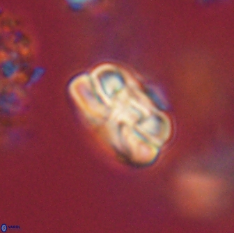 Heliolithus iptamenosdiskos 65730