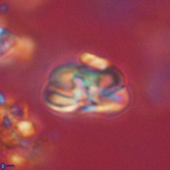 Heliolithus iptamenosdiskos 65736