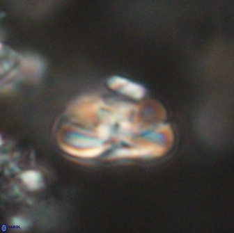 Heliolithus iptamenosdiskos 65737