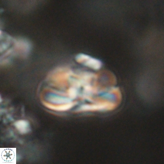 Heliolithus iptamenosdiskos 65737