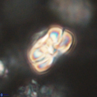 Heliolithus iptamenosdiskos 65738