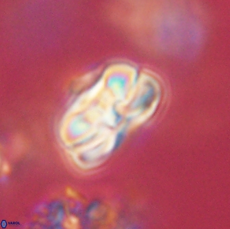 Heliolithus iptamenosdiskos 65739