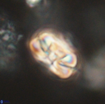 Heliolithus iptamenosdiskos 65741