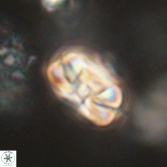 Heliolithus iptamenosdiskos 65741