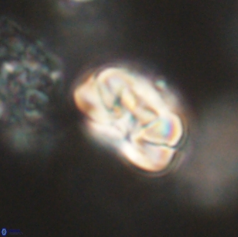 Heliolithus iptamenosdiskos 65742