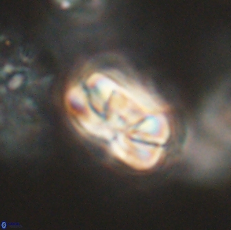 Heliolithus iptamenosdiskos 65745