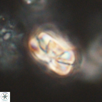 Heliolithus iptamenosdiskos 65745