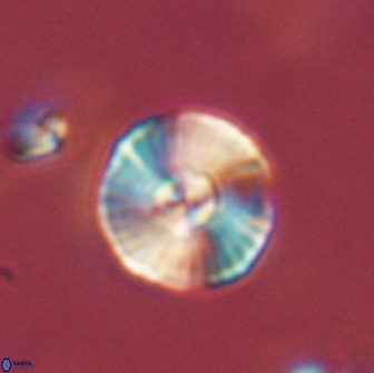 Heliolithus iptamenosdiskos 65747