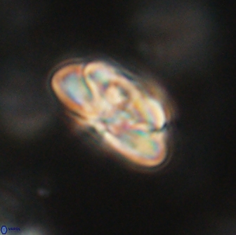 Heliolithus iptamenosdiskos 65751