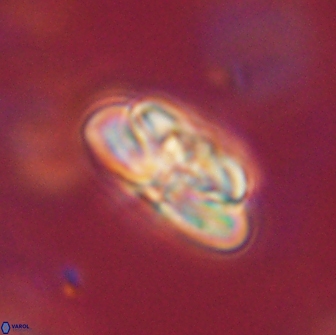 Heliolithus iptamenosdiskos 65752