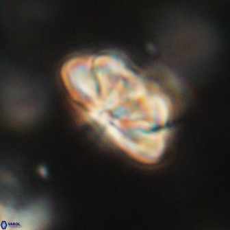 Heliolithus iptamenosdiskos 65762